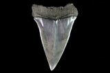 Fossil Mako Shark Tooth - Georgia #75089-1